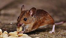 24 Hour & Emergency Exterminators in Newton, WA